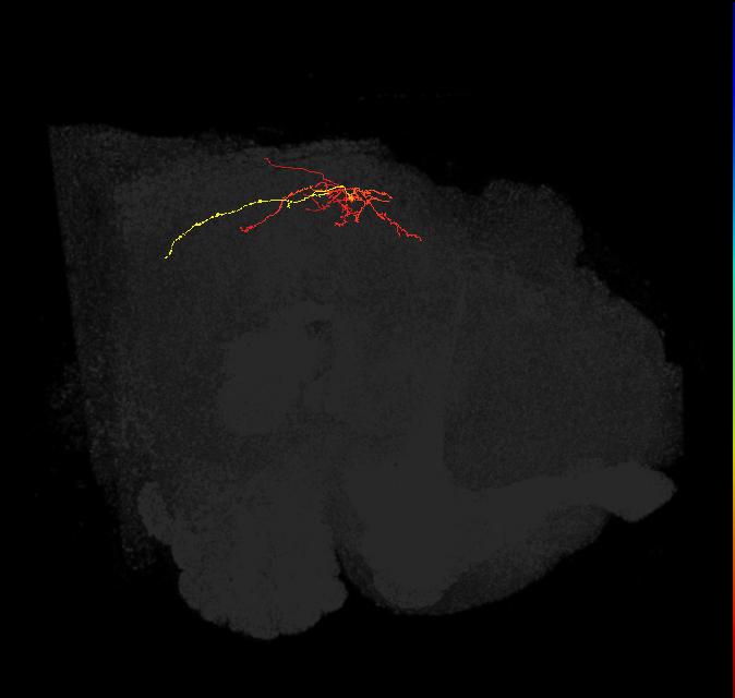 IB099_L (FlyEM-HB:5813045442)