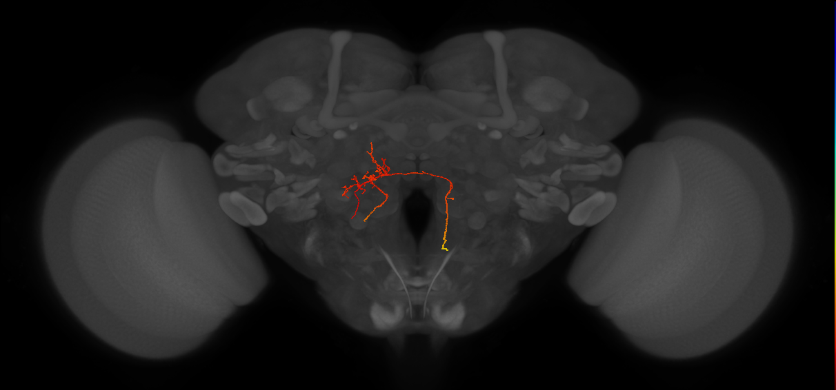 IB099_L (FlyEM-HB:5813045442)