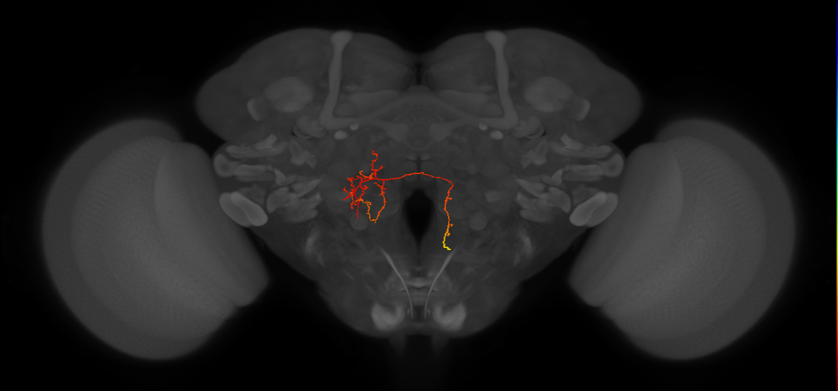 IB099_L (FlyEM-HB:5901230686)