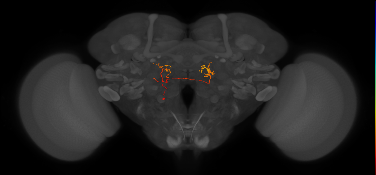 IB102_L (FlyEM-HB:1346296379)