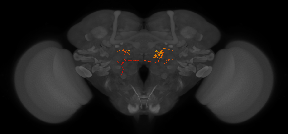 IB102_L (FlyEM-HB:1346279024)