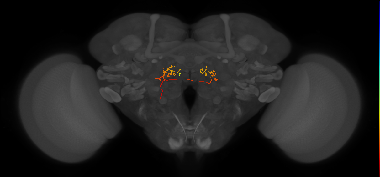 IB103_L (FlyEM-HB:5813059997)