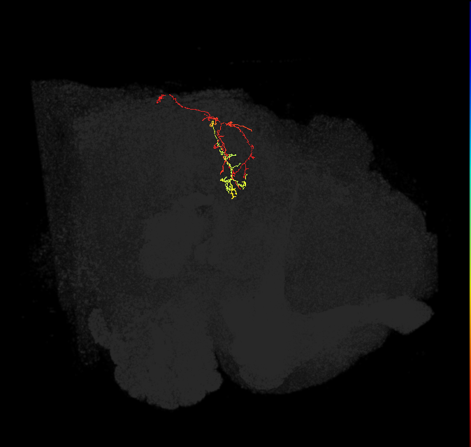 IB106_L (FlyEM-HB:5813017600)
