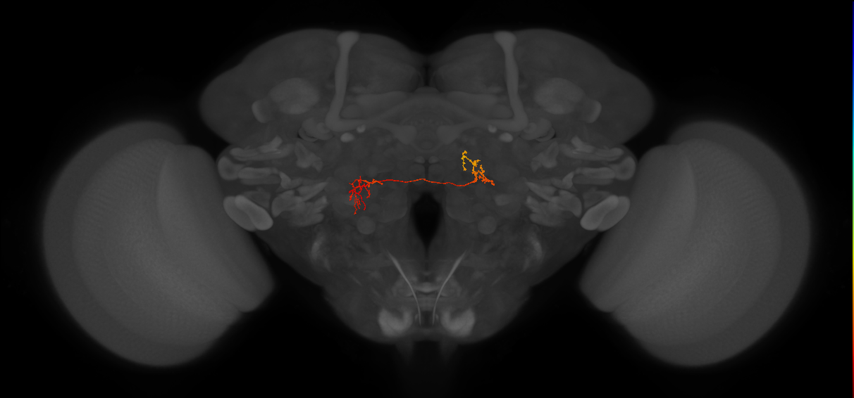 IB107_L (FlyEM-HB:1532851068)