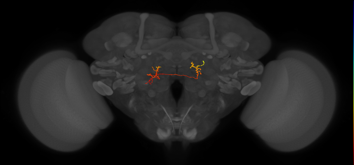 IB108_L (FlyEM-HB:1533192201)