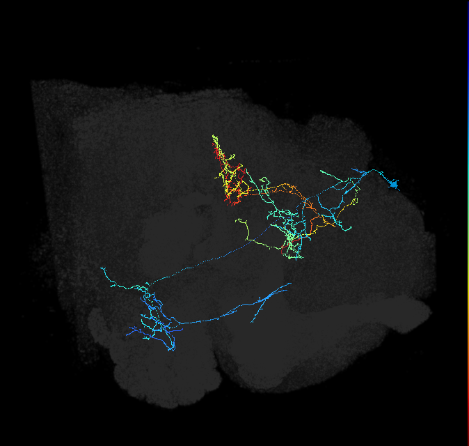 IB115(SCB006)_R (FlyEM-HB:696233299)