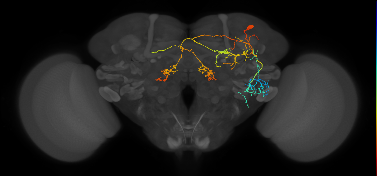 IB115(SCB006)_R (FlyEM-HB:696233299)