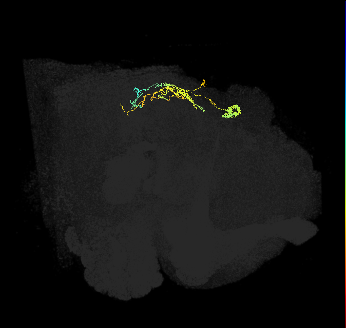 IbSpsP(PB17)_R5/6 (FlyEM-HB:910783805)