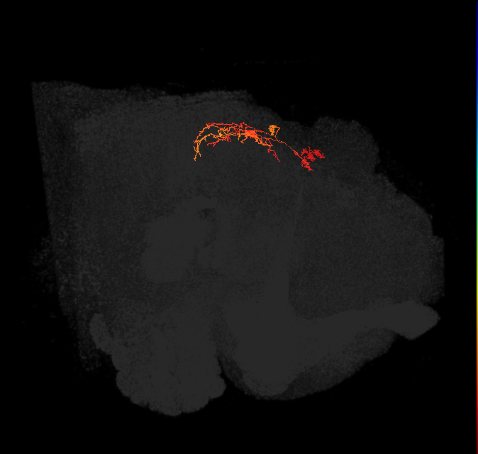 IbSpsP(PB17)_L6/7 (FlyEM-HB:1003672833)