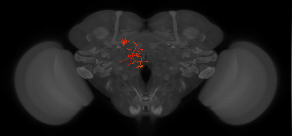 IbSpsP(PB17)_L6/7 (FlyEM-HB:1003672833)