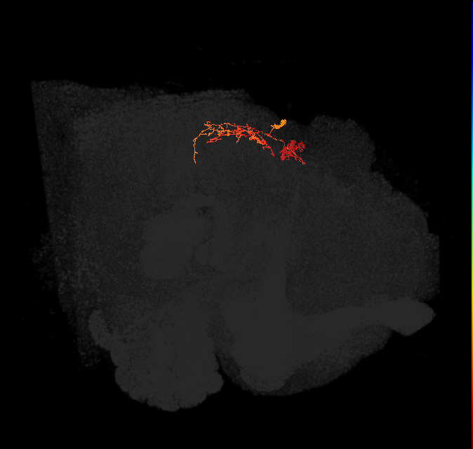 IbSpsP(PB17)_L8 (FlyEM-HB:1066748608)