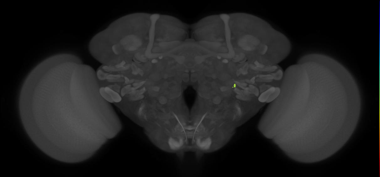 JO-A/B/C (FlyEM-HB:1816205744)