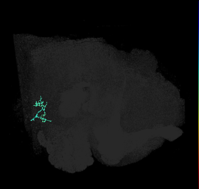 JO-A/B/C (FlyEM-HB:5812998937)