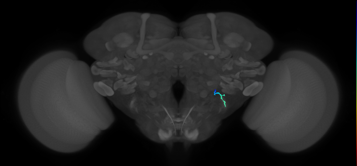 JO-A/B/C (FlyEM-HB:5813006291)