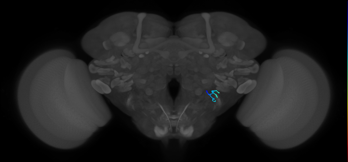 JO-A/B/C (FlyEM-HB:5813039507)