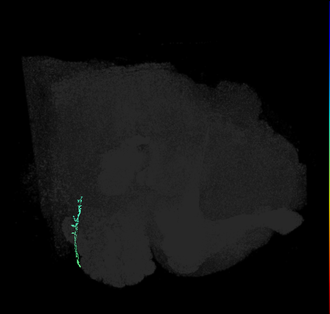 JO-A/B/C (FlyEM-HB:2316843746)