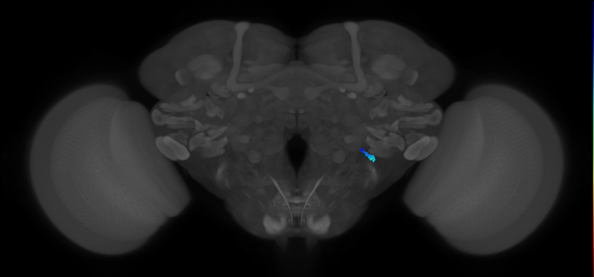 JO-A/B/C (FlyEM-HB:5813006296)
