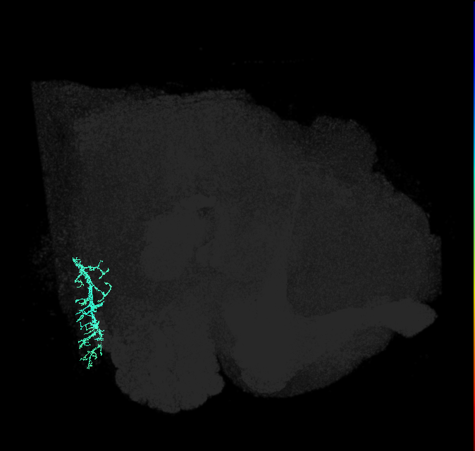 JO-A/B/C (FlyEM-HB:2379595914)