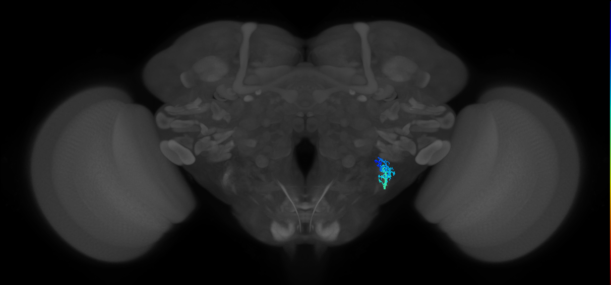 JO-A/B/C (FlyEM-HB:2379595914)