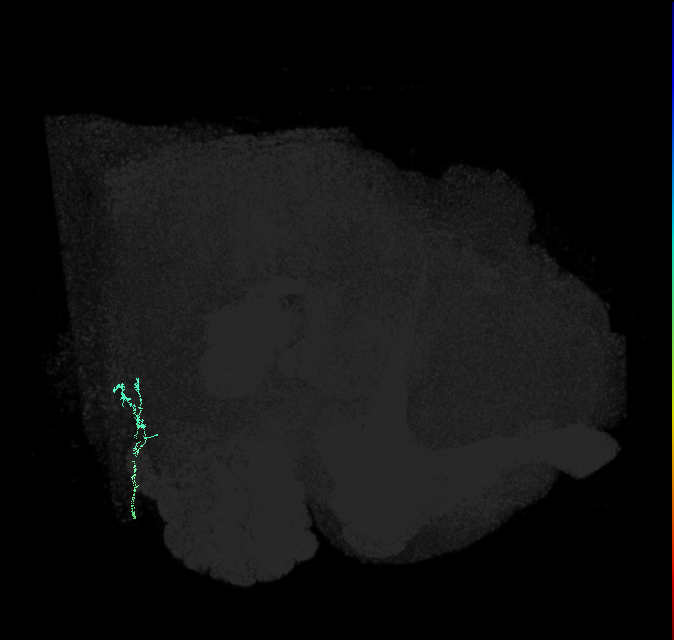 JO-A/B/C (FlyEM-HB:2349242595)