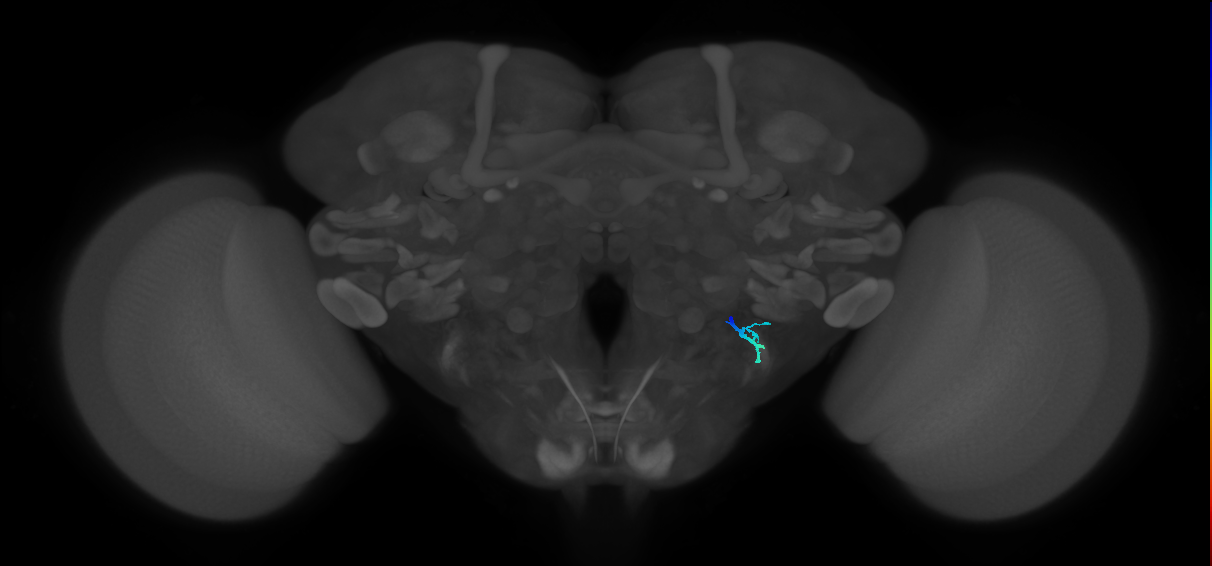 JO-A/B/C (FlyEM-HB:2349242595)