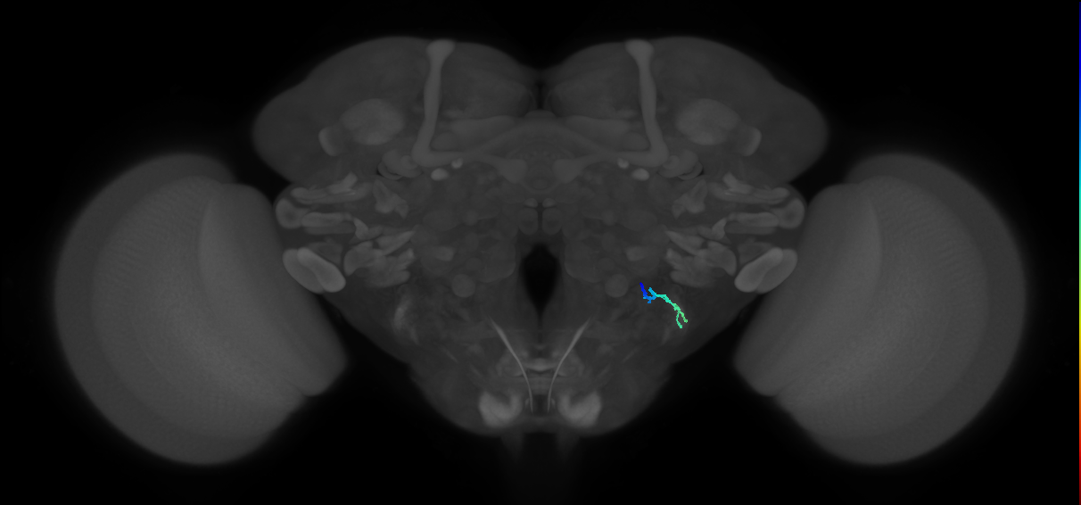JO-A/B/C (FlyEM-HB:2347209856)