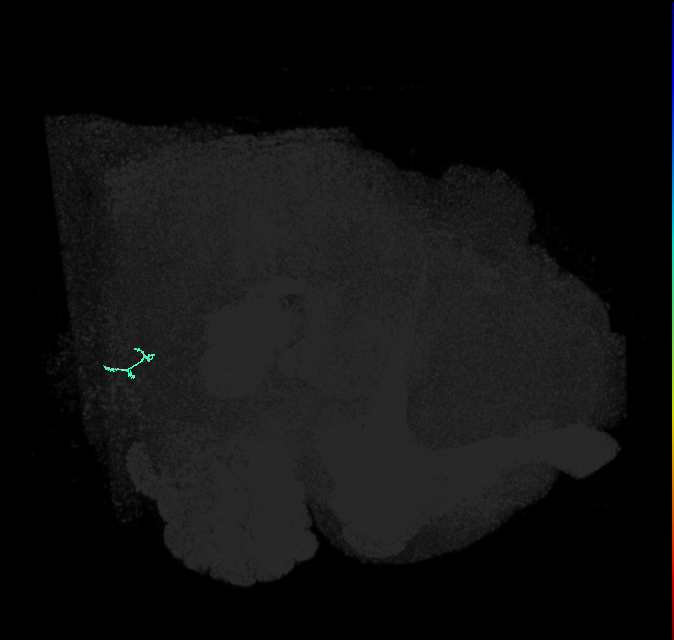 JO-A/B/C (FlyEM-HB:2376526540)