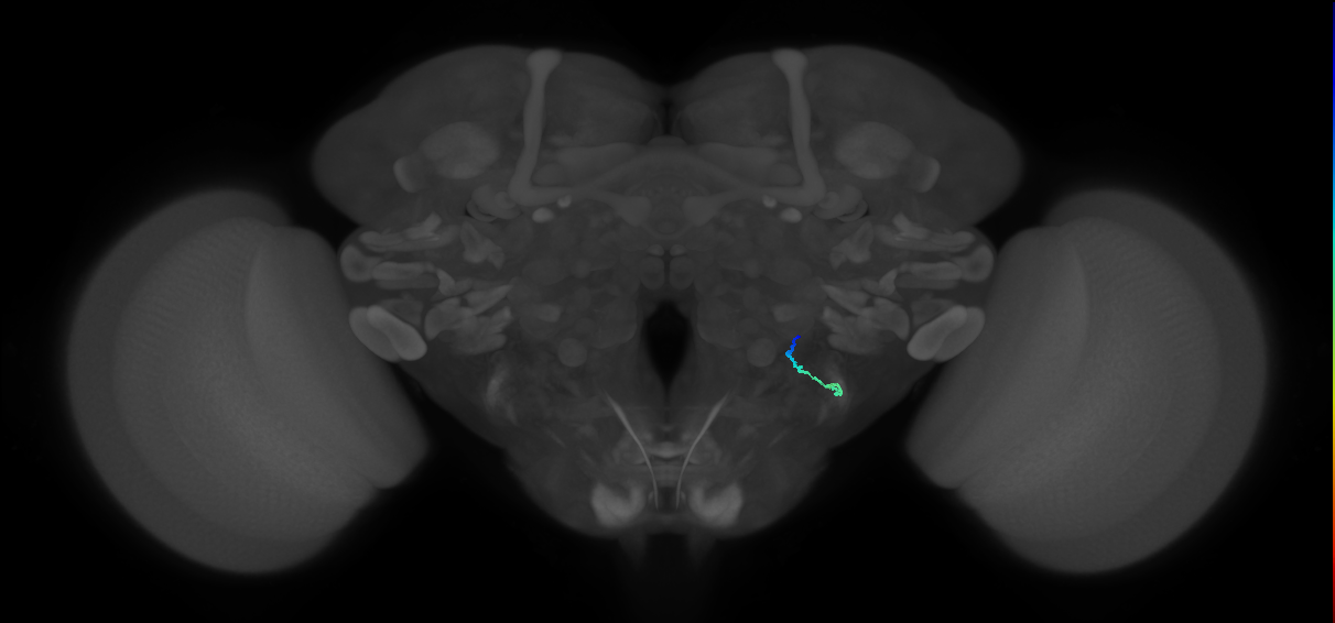 JO-A/B/C (FlyEM-HB:2378257493)