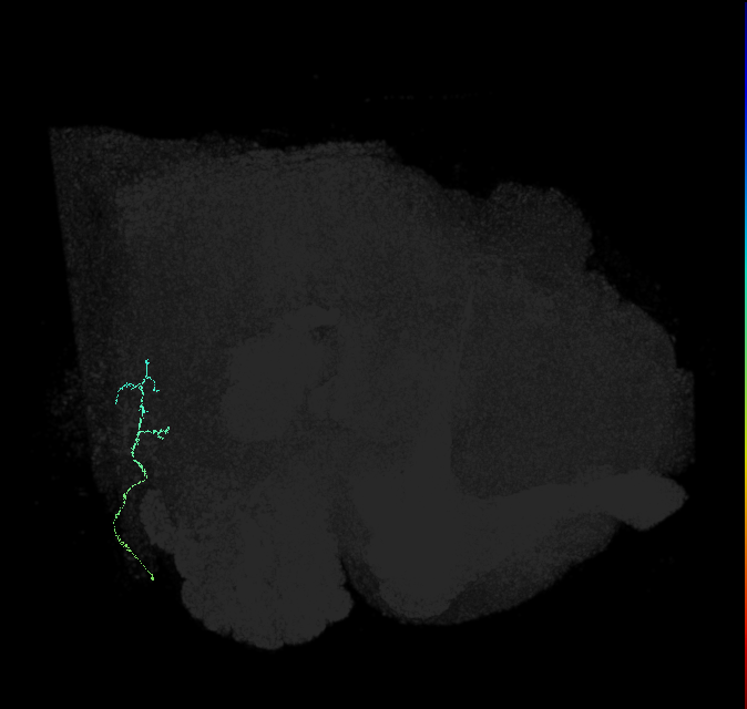 JO-A/B/C (FlyEM-HB:2377903039)
