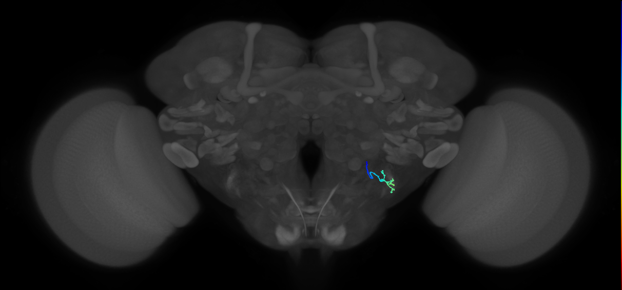 JO-A/B/C (FlyEM-HB:2377903039)