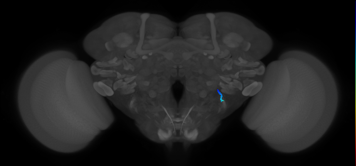 JO-A/B/C (FlyEM-HB:2383014739)