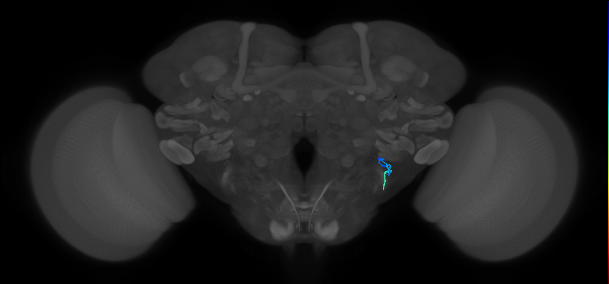 JO-A/B/C (FlyEM-HB:5813107136)