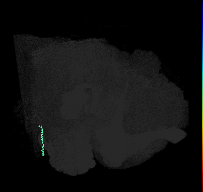 JO-A/B/C (FlyEM-HB:2382332652)