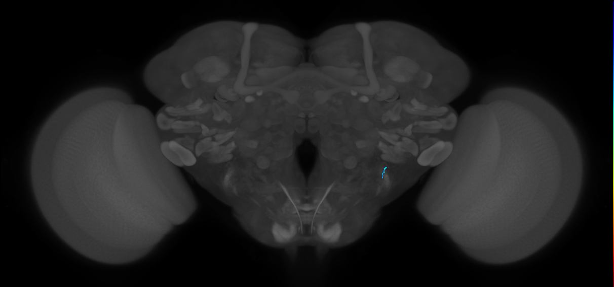 JO-A/B/C (FlyEM-HB:2411653352)