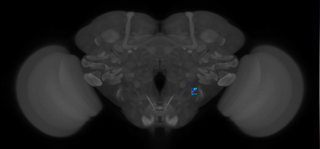 JO-A/B/C (FlyEM-HB:2409965772)