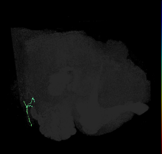 JO-A/B/C (FlyEM-HB:5813023101)