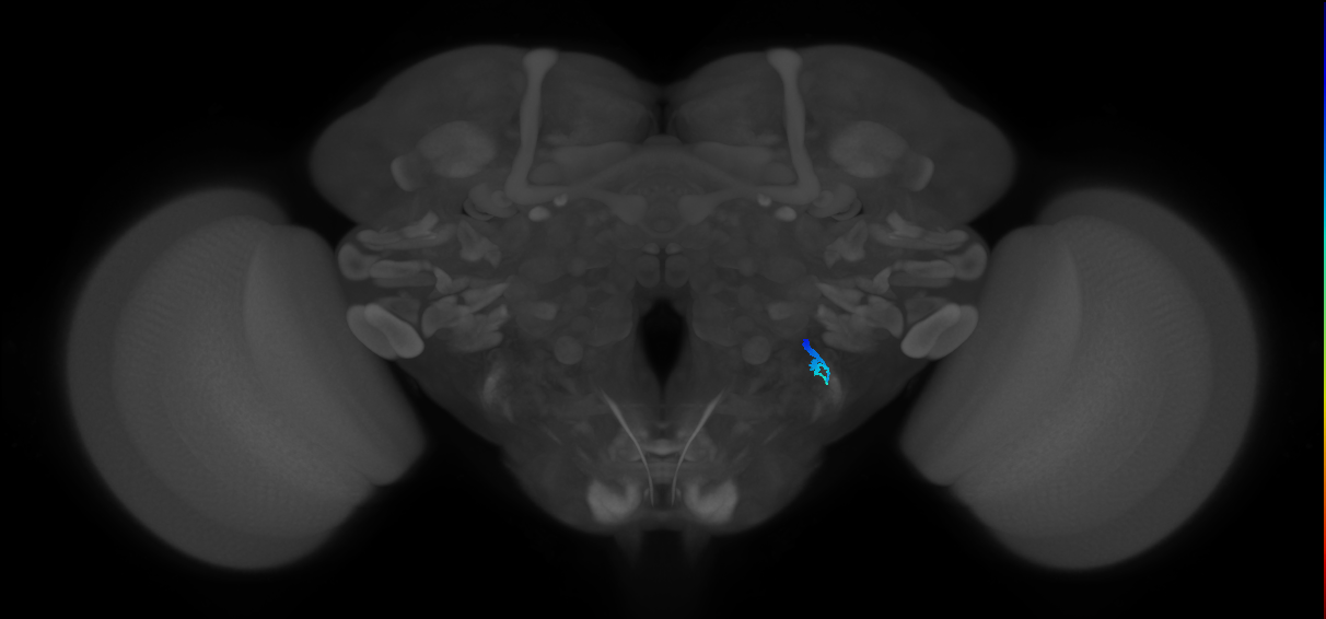 JO-A/B/C (FlyEM-HB:2411321234)