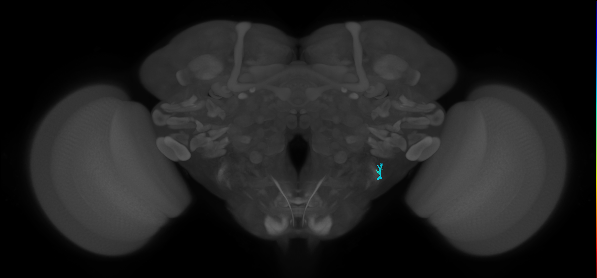 JO-A/B/C (FlyEM-HB:2410967137)