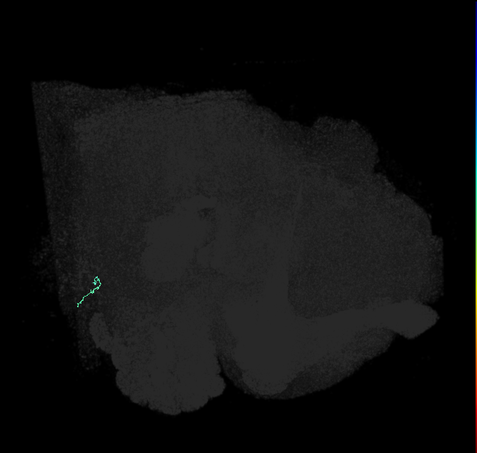 JO-A/B/C (FlyEM-HB:2409275147)