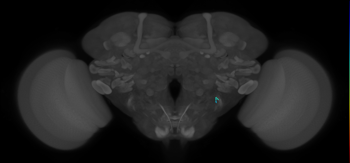 JO-A/B/C (FlyEM-HB:2409275147)