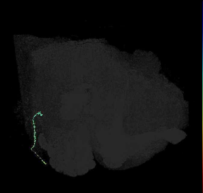 JO-A/B/C (FlyEM-HB:2385436621)