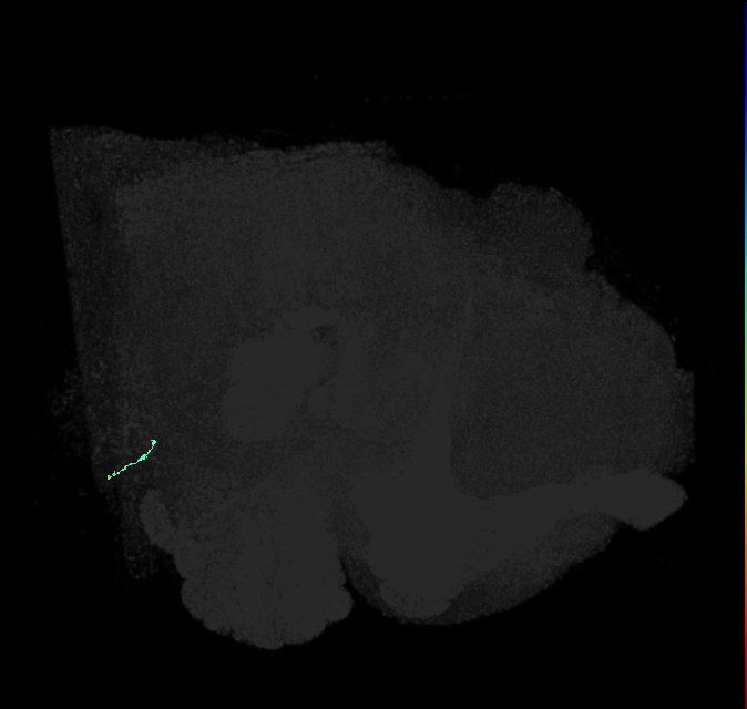 JO-A/B/C (FlyEM-HB:5813006921)