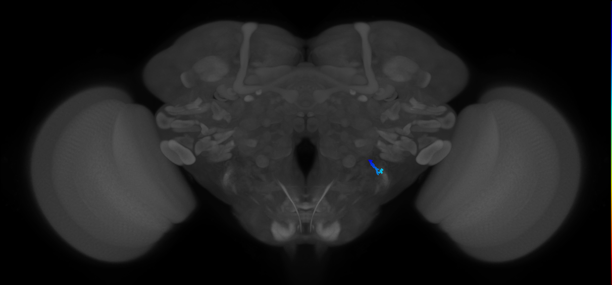 JO-A/B/C (FlyEM-HB:5813018683)