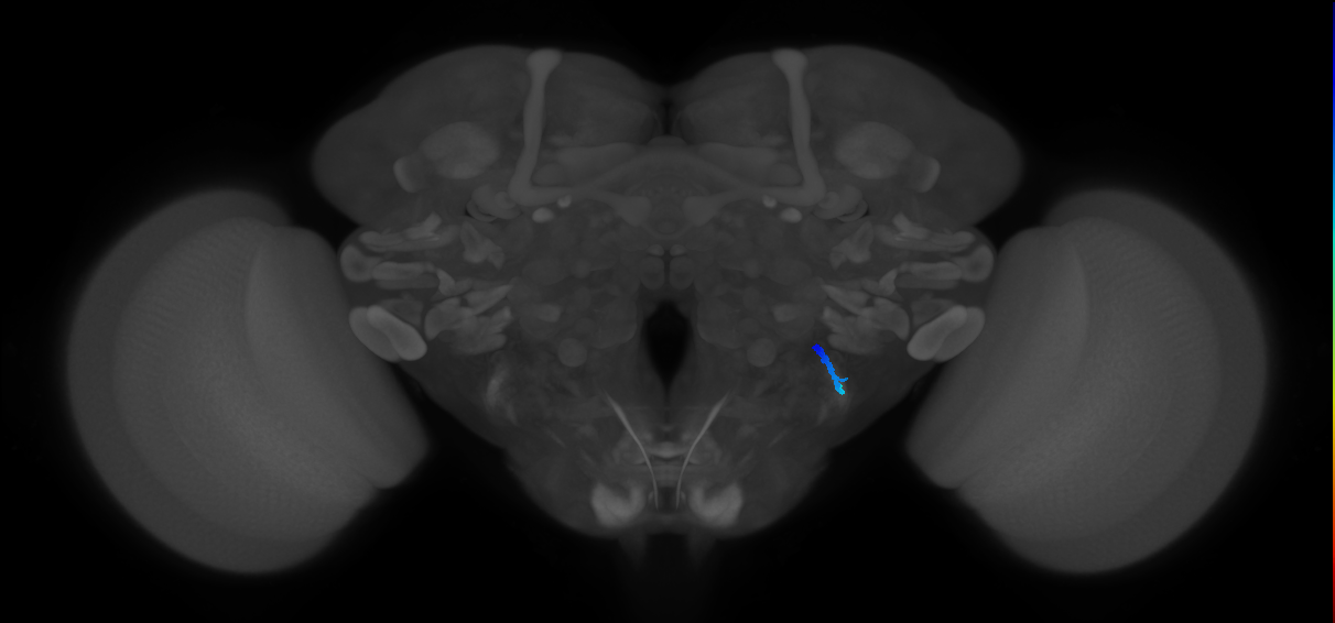 JO-A/B/C (FlyEM-HB:5813068406)