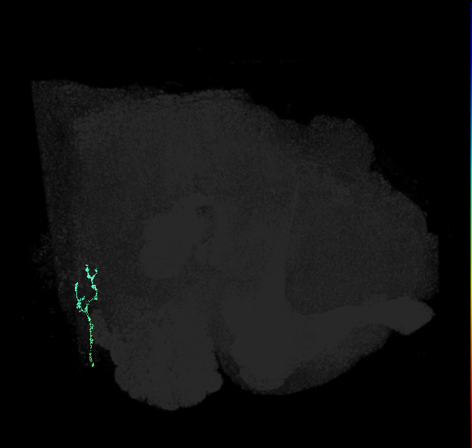 JO-A/B/C (FlyEM-HB:2439964310)