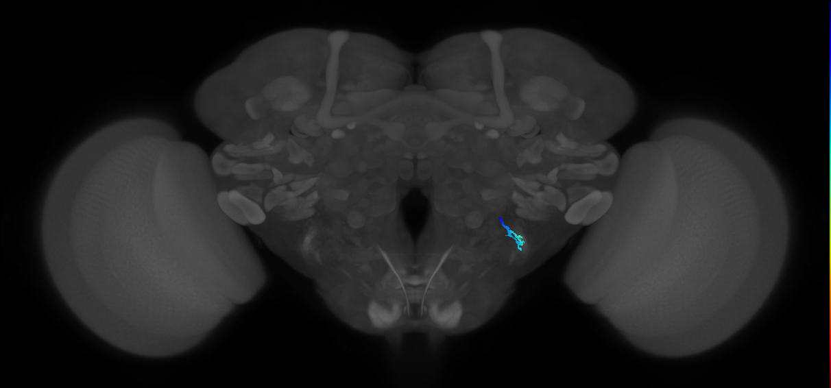 JO-A/B/C (FlyEM-HB:2439964310)