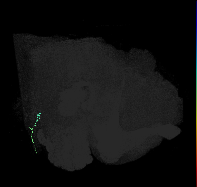 JO-A/B/C (FlyEM-HB:2439964429)