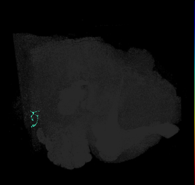 JO-A/B/C (FlyEM-HB:2471676938)