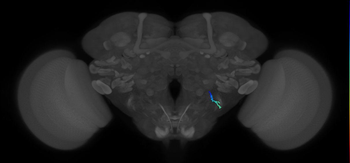 JO-A/B/C (FlyEM-HB:2443392355)