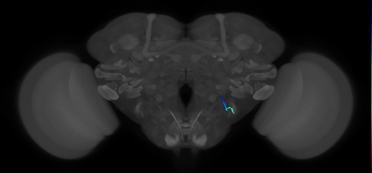 JO-A/B/C (FlyEM-HB:5813007438)